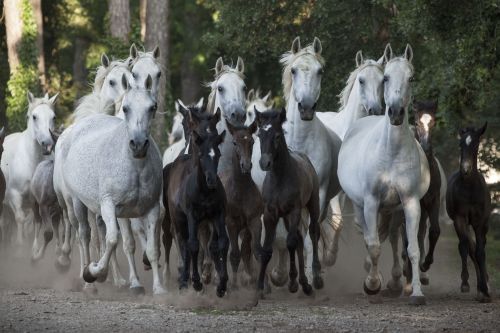 I have loved horses since I can remember. I first rode when I was surprised on my 6th birthday with 