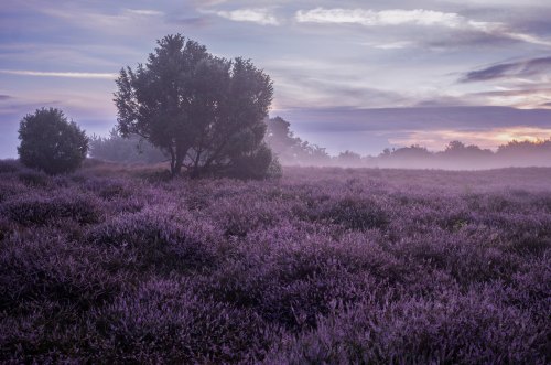 Westruper Heide, Germany by clara.tardis