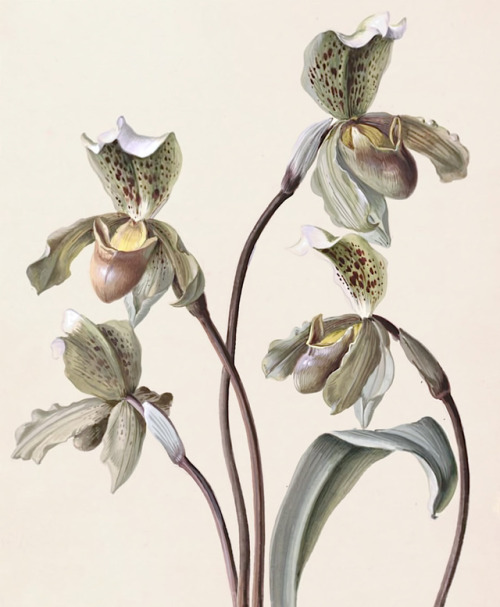 Wegmayr Sebastian - Orchid studies - c.1810-1820 - via MAK Collection