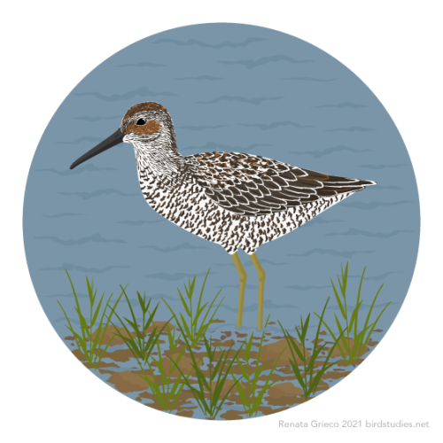 January 26, 2021 - Stilt Sandpiper (Calidris himantopus)Breeding in the Arctic, these sandpipers mig