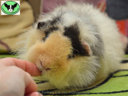 guineapiggies:  Castaway in Scotland 	  	