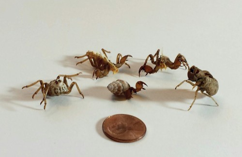 You know the shed cicada shells that you find all over the place this time of year in much of the U