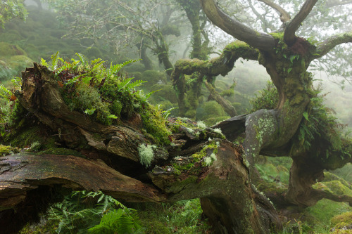 innerbohemienne: Wistman’s Wood in Dartmoor, England