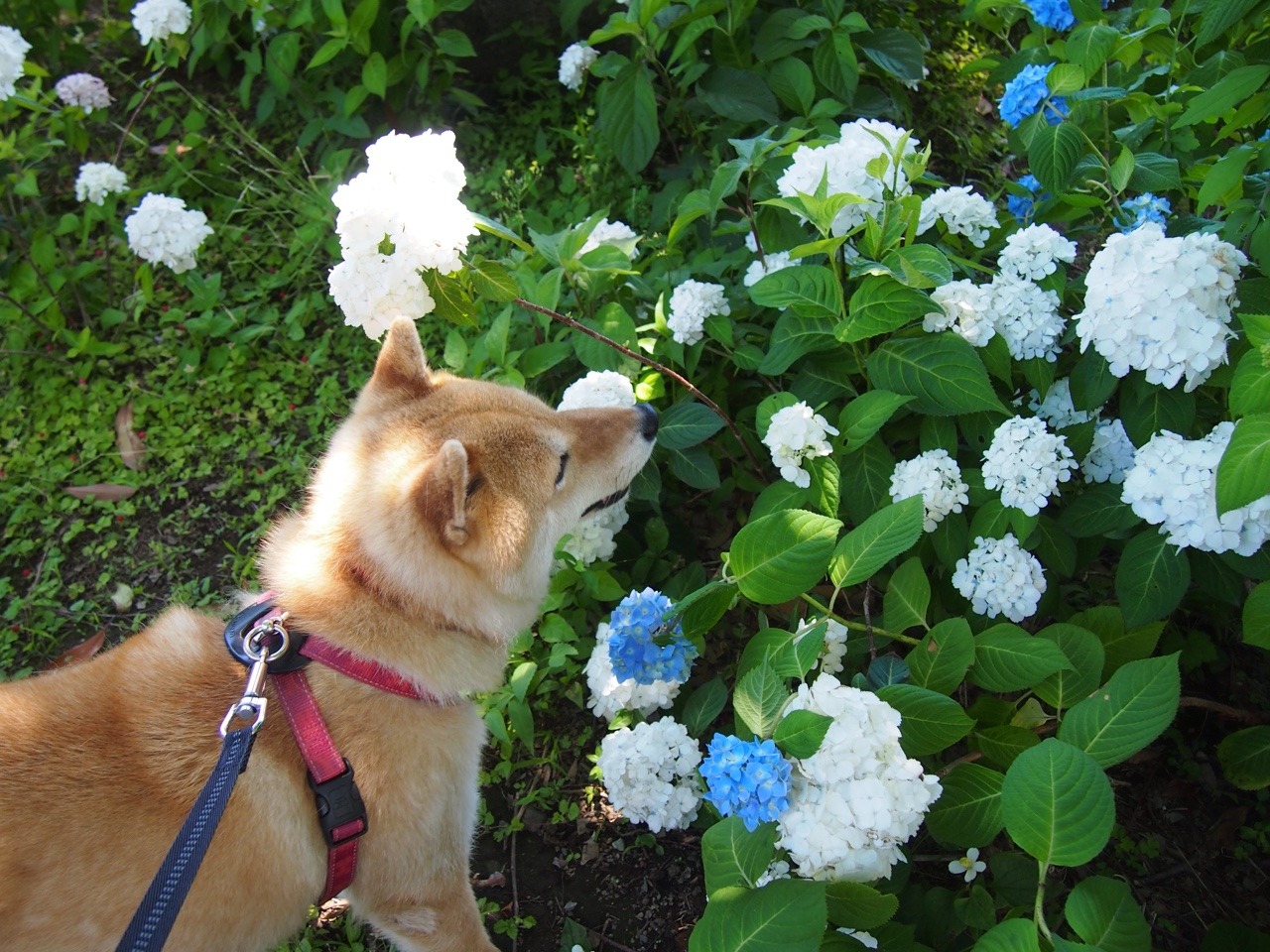 shibainu-komugi:  今日の柴犬の小麦さん #shiba #dog #komugi #柴犬