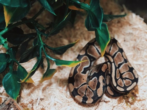 dangernoodle-mia:She hide