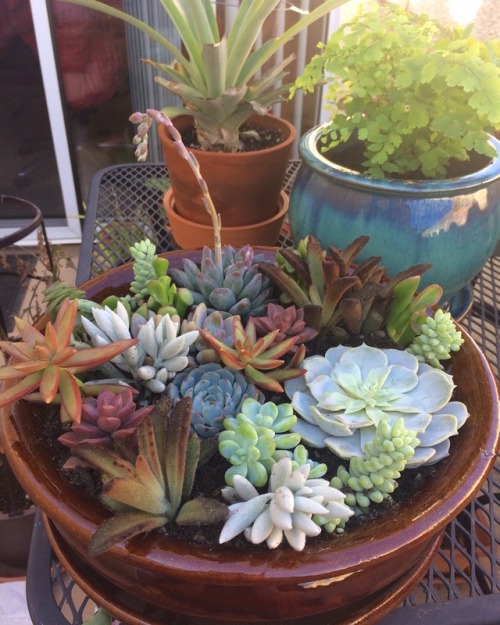 hellyeahsucculents:madhousexoxo:My newly made succulent gardenNice colors!
