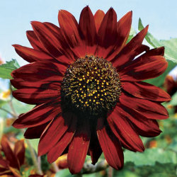 panteha:  sixpenceee:  Sunflower Velvet Queen