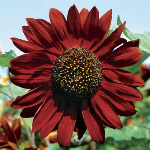 sixpenceee:  Sunflower Velvet Queen has stunning 6 inch flower heads in an opulent shade of rich crimson. They can grow to a reasonable size but no more than about 6 ft. (Source)  