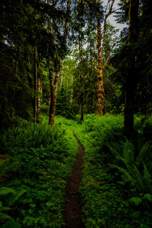 nature-hiking:Paths of Olympic Park 16-20/? - Olympic National Park, WA, June 2017photo by nature-hi