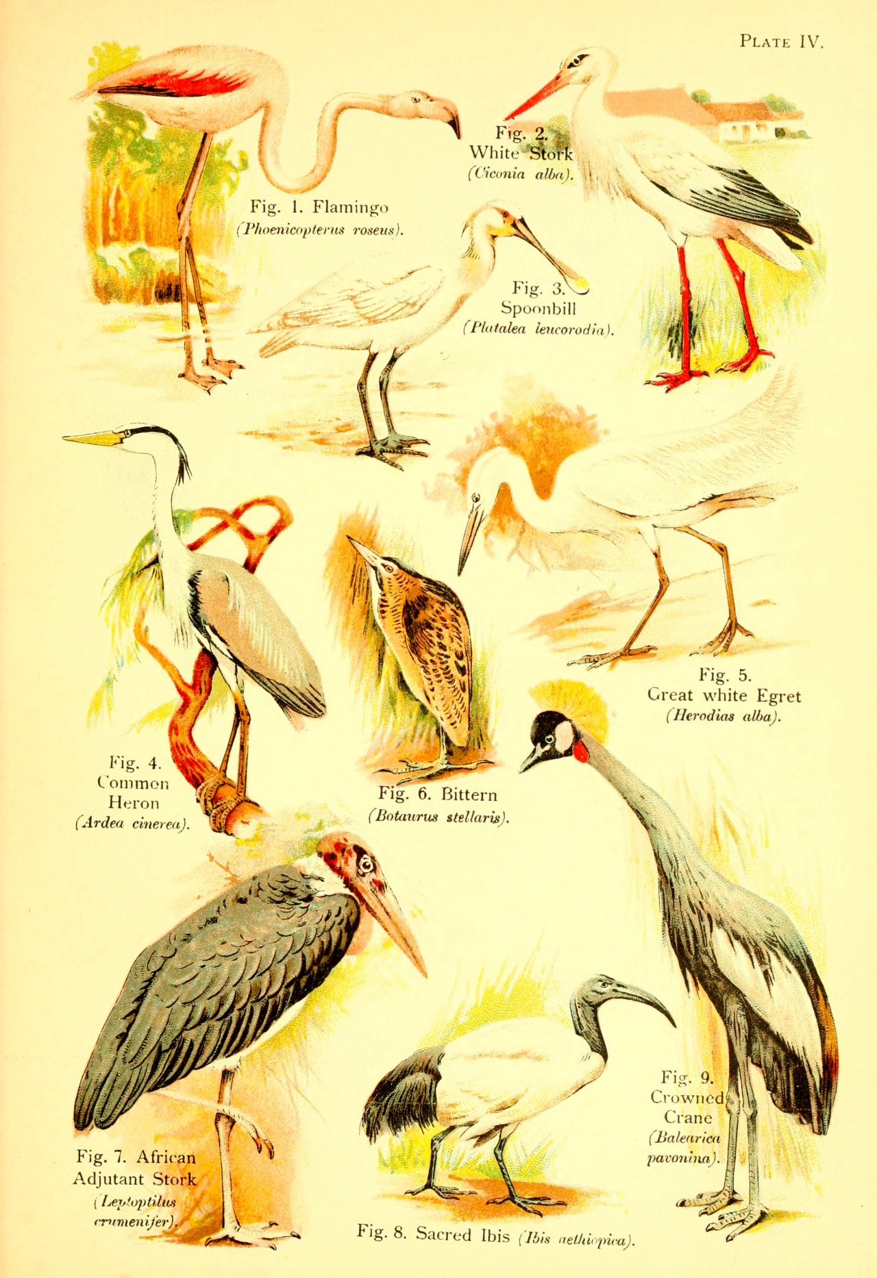 wapiti3:  A book of birds. ; By Pycraft, W. P. (William Plane), 1868-1942 on Flickr.