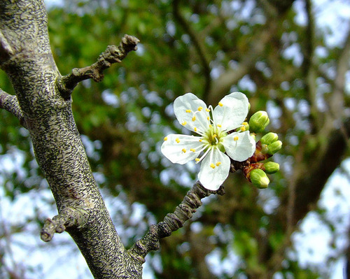 Prunus Spinosa