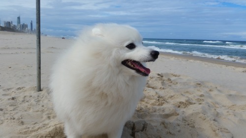 oatbee:Happy pup @the-feels-train