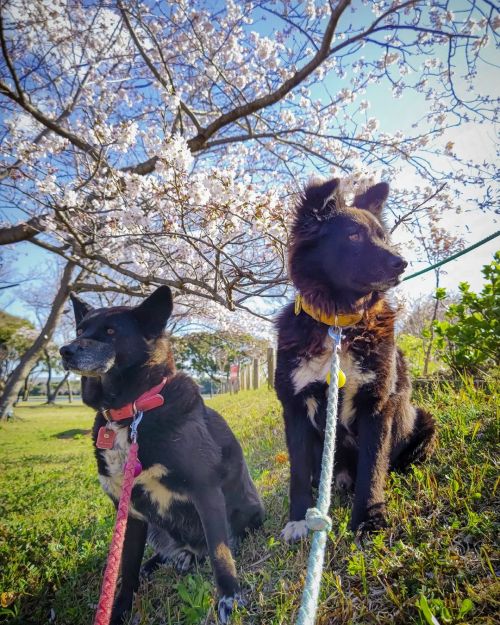 今日は、梅子さんもんちゃんを連れて神之池公園に朝ん歩がてら行ってみました。 梅子さんもんちゃん　大はしゃぎで喜んで5.5km歩きました。 もんちゃんのマーキングの忙しいこと(笑) 間隔が短いのは、毎度