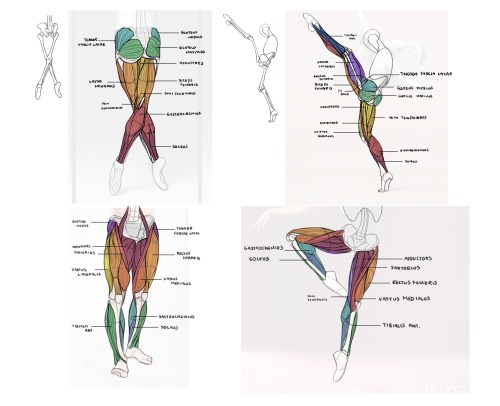 Some more anatomy studies 