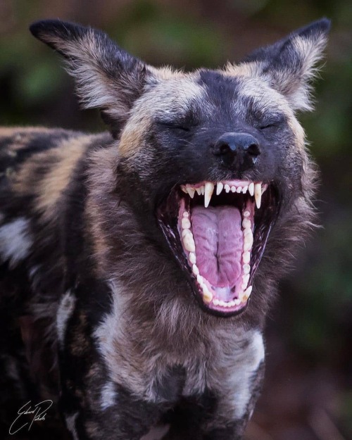 An expressive African wild dog.Photo by @edvardpubols I imagine it being a battle cry. They number l