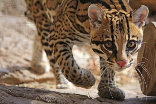 werecat:appreciation post: ocelots