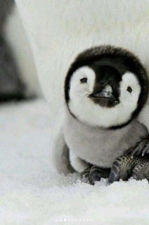 babyanimalgifs:  Some baby animals to warm your stone cold heart.