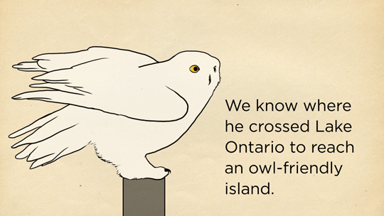 skunkbear:  Thanks to cutting edge tracking technology, Baltimore is probably the best known wild snowy owl in history. You can see real footage of him (not just animations) in our new video: 