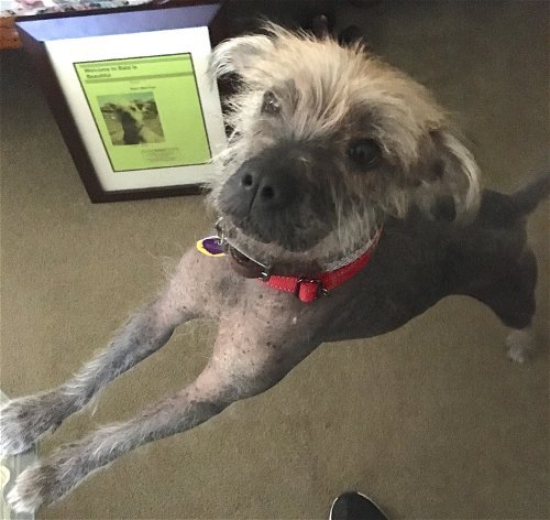 big meat mouth and little ears, he smacks of sharpei but i have no evidence  (source)