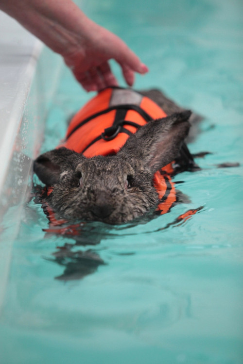 little-veganite:  mayoroffuckstickjunction:  thecuteoftheday:  Heidi the rabbit! Heidi has arthritis in her knees and hips so to help with the pain, she swims a few times a week! Sometimes she wears a scrunchie on her ears so that they don’t get wet!