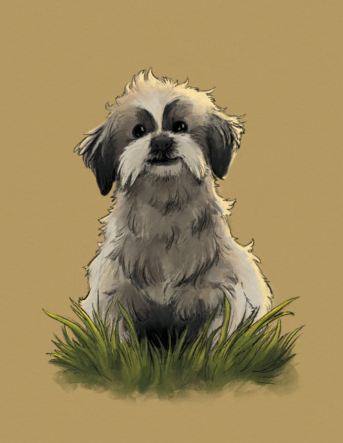 One of the commissions for the kickstarter (Dublin the Shih Tzu!!)