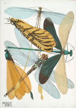 lafillequivoit:  Insect collages from both