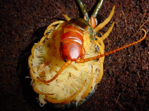 A Request Was Made For Me To Post Any Cute Centipedes I Might Know Of.