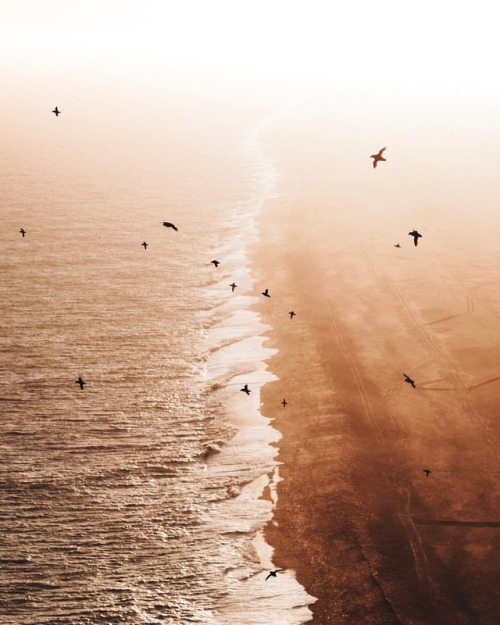 tannerwendellstewart:Puffins at sunset above the black sand beach. Dyrholaey. Iceland.(at Dyrhólaey)