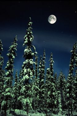 crescentmoon06:  Winter Moon &amp; Trees - Teslin, Yukon 