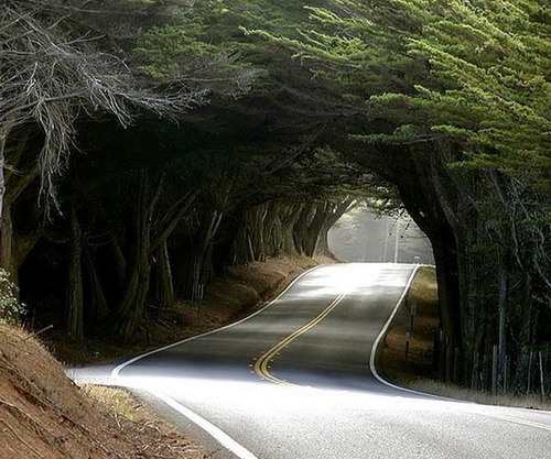 akapearlofagirl:  rod42me:  Tree Tunnel, Highway 1, Mendocino, California  It’s