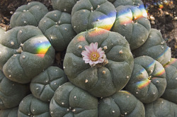 tres-sietes:  Peyote OrigenEl peyote (Lophophora