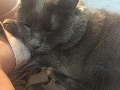elvendork: ALSO, I LOVE MY CAT AND HE LOVES ME