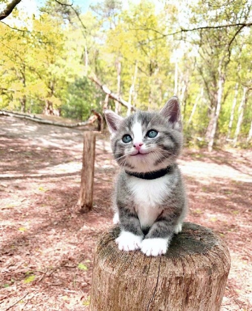 aww-so-pretty - the most beautiful adventure cat