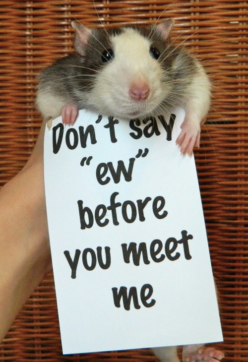 the-brightestgreen:  starlightcitylights:  a-spoopy-impala:  aloeeatsthef-kingsky:  THE SECOND ONE LOOKS SO DAMN HAPPY  LOOK AT THE LAST ONE HES HOLDING THE SIGN UP  Actually I think pet rats are awesome…is that weird?  I had a pet rat growing up, and