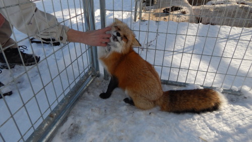 Foxy in the snow, I love how her red fur contrasts the pure white snow, she truly is a magnificent a