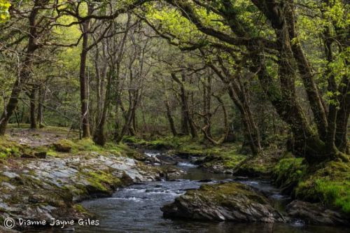  River Walkham |  River Tavy by Dianne Jayne Giles