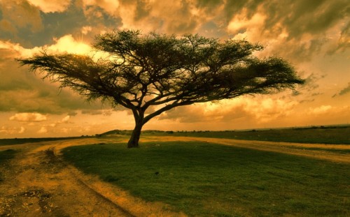 50bestphotos: The Lonely Tree by OfferMor http://ift.tt/1yhlERO