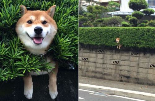 &ldquo;Shiba accepts new life as hedge ornament.&rdquo; on /r/thisismylifenow ift.tt/