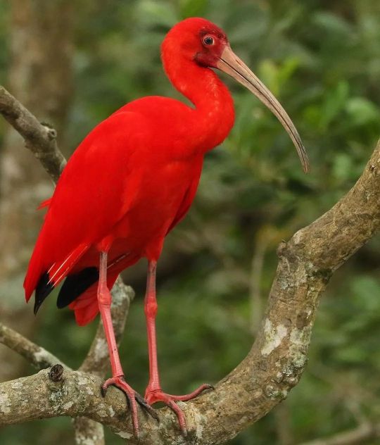the scarlet ibis movie