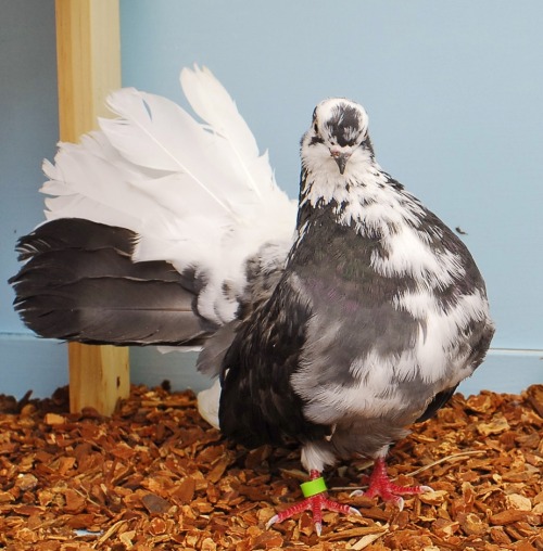 My new Indian Fantail Pigeons.  They are molting a little bit in these photos.