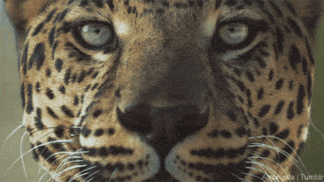 alxbngala:Stare into the eyes… of the CATS! [Big Cat Week :30 Launch ]