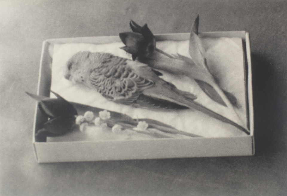 grigiabot:  Tacita Dean • Dead Budgie Project • 2002   