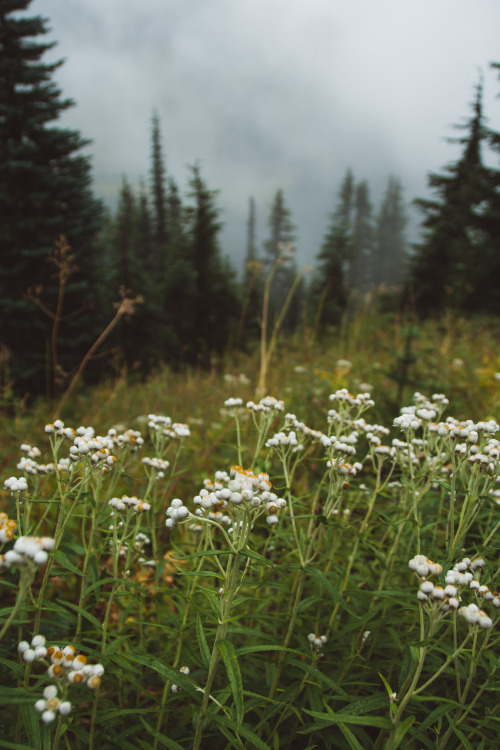 Mist and Meadows