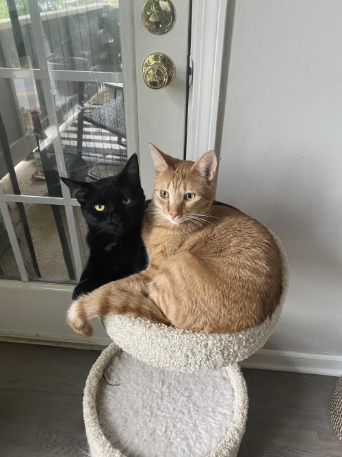 They don’t quite fit together in the top of the cat tower anymore, but they’re still gonna try