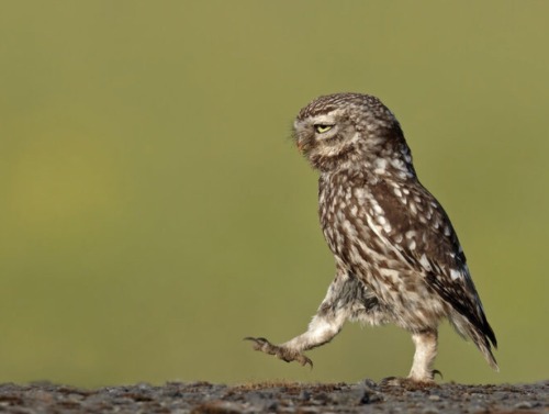 vet-trek:The 2016 finalists for the second annual Comedy Wildlife Photography Awards have been annou