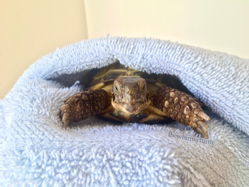 Did I enjoy my bath?  Do I look like I enjoyed my bath?!