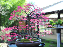 Bonsai