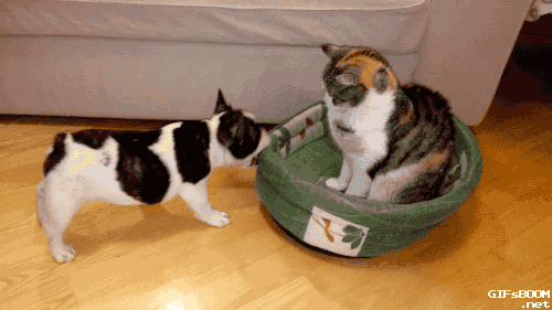 gifsboom:  French Bulldog Puppy Tries to Reclaim Bed From Cat. video 