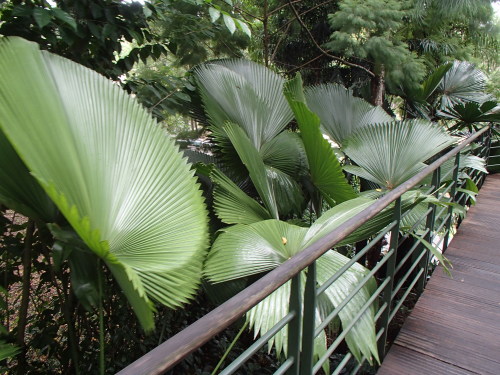tiger-breeze:  singapore botanic gardens  please don’t delete the text