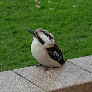 eunnui:  Kookaburras are so soft and good like mashpotato 